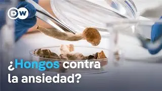 Estudian el potencial de la psilocibina, presente en algunos hongos, para tratar trastornos mentales