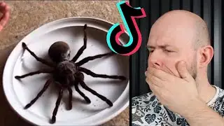 Dog-Sized Spider?! Reacting to Your Craziest Videos – Part 2