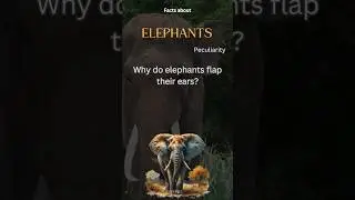 Elephant Fact 60 - Why do elephants flap their ears?