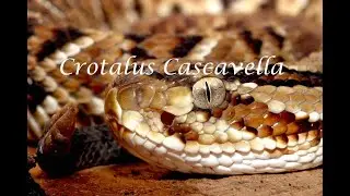 Crotalus Cascavella - Schlangen in der Seelenhom&ouml;opathie & Ahnenmedizin - Kim Fohlenstein