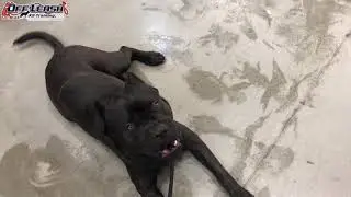 Dog Training Oregon