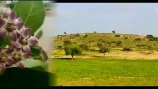 Short Clip Of Tharparkar