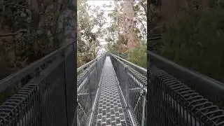 Tree Top Walk