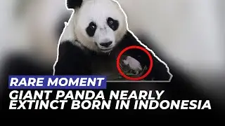 Good News! Nearly Extinct Giant Panda Cub Born at TSI Bogor | OneNews Update