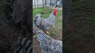 Plymouth rock heritage 🥰 #shorts #ytshorts #trending #youtubeshorts #plymouthrock