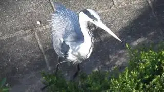 Mopje de huisreiger