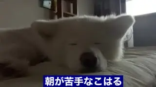 朝が苦手なこはる
