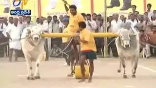 Bull Race Competitions begins in Tenali | Watch live