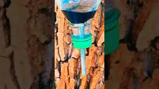 Bushcraft Survival Skills: Clean hands in the wild👌🏕#bushcraft #camping #survival #outdoors #diy