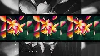🌺 Reprise Moemoe au 🌺
