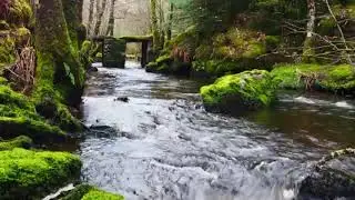 Relaxation Sounds of River Flow, Birds, (Include brainwave synchronizer)