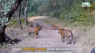 International Tiger Day 2020 | Save Tiger Save Life Save Planet