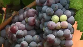 Grape thinning