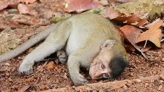 Brokenhearted  When See Poor Baby Monkey Not Walking Again Because He Fall From The Tree