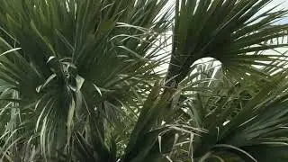 Panama City,Florida Resort~ಬೀಚ್ ಮುಂದೆ ಅಮೆರಿಕಾದ ಹೋಟೆಲ್ ನೋಡಿ~In Kanglish~Kannada&English @BJs-Kanglish