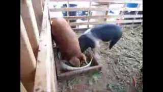 How to make gourmet pig slop