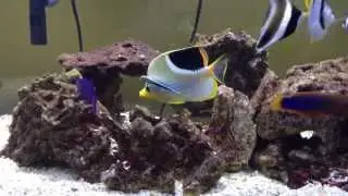 Saddleback butterflyfish is being cleaned