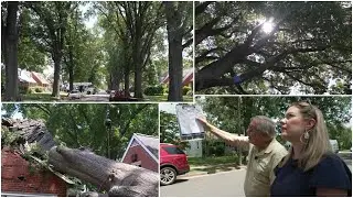 Expert arborist examines Richmond trees after 2 fall on homes: 'Oh wow!'