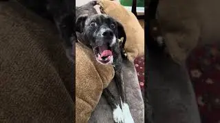 TIKTOK DOG.STELLA ENJOY SLEEP. НАСЛАЖДЕНИЕ СНОМ. #dog #floridacity #traineddogs