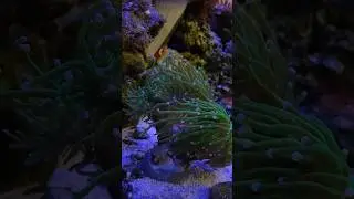 reef saltwater aqurium #reeflife #marineaquarium #fish #reeftank #reef #planetaquarium #nature #live