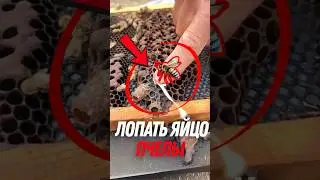 🐝 Почему пчеловоды УНИЧТОЖАЮТ яйца пчёл?