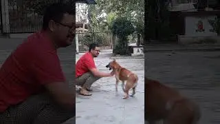 Rebel Dog Behavior #shorts #short #dog #funny #fun