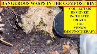 AGGRESSIVE YELLOWJACKET NEST REMOVED FROM COMPOST BIN! WASP REMOVAL, RELOCATION, INCUBATION FOR VIT!