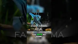 Los mejores peces &Aacute;NGELES o ESCALARES para tu acuario #shortvideo #peces #pezescalar