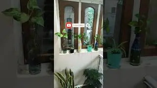 Money Plant in Water: No Yellow Leaves This Winter! (Easy Tips) #shorts #moneyplant #indoorplants