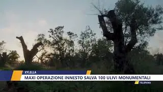 XYLELLA: MAXI OPERAZIONE INNESTO SALVA 100 ULIVI MONUMENTALI