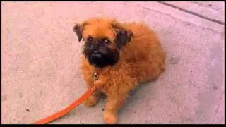 As Good As it Gets- OCD Dog