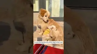 The man spotted this little stray dog on a rainy day#pets #adoptstrays #animals #cute #puppy #dogs