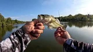 Pescando smallmouth y largemouth con spinner mepps blanco 🐟🎣🎣