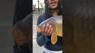 Fish missing both eyes in the Chicago River #trending #fishing #fish