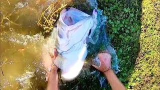 Самый крупный окунь года!!