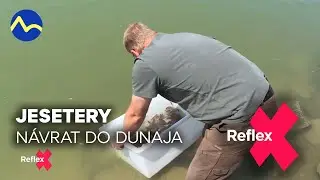 Jeseter mal&yacute;: n&aacute;vrat do Dunaja | Reflex
