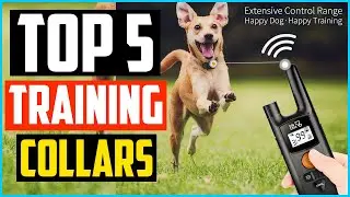 ✅Top 5 Best Dog Training Collars in 2024 Reviews
