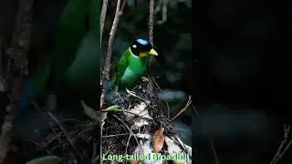 Long-tailed Broadbill Sounds | Tropical Rainforest Calm & Bird Call Ambience