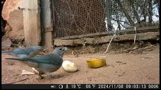 C&acirc;mera de Trilha Mini 301 - Casal de Sanha&ccedil;o