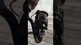 Sound of Daiwa saltica 5500exp @Bungsumran
