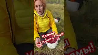 Набрали клюквы! #клюква #сборягод #ягоды #russia #cranberries #swamps
