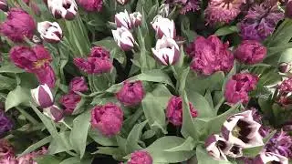 Tulleys Tulip Fest