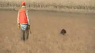 Pheasant point dog.