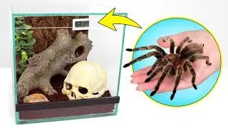 🕷A Pet Tarântula Explora a Sua Nova Casa