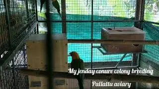 Conure colony breeding set up @pallattu aviary