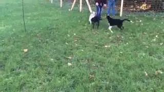 Mensch.Hund.Schule - Welpenkurs 01 - Spielrunde III