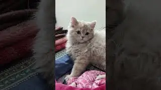 #comedy #funny #fun #leo #cat #animallovers #viralvideo #catlovers #pets #trending #youtubeshorts