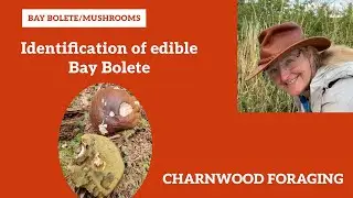 Discover the Bay Bolete: A Forager&rsquo;s Delight! (Imleria badia)