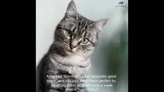 Complete Guide to Caring for Your American Shorthair Cat! 🐱🐱🐱
