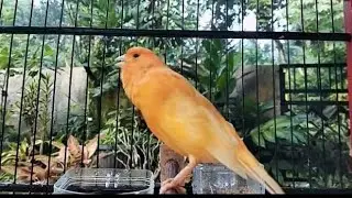 Most Beautiful Canary Bird Singing Song For Training Canaries